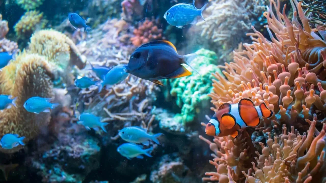 Coral Gardens reef and tropical fish in Watamu Marine National Park